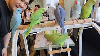 이쁜 귀엽둥이들 ...#목도리앵무새 #코뉴어 #퀘이커 #청금강 #회색앵무새