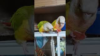 #앵무새 #나눠먹기#코뉴어