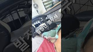 발정난 앵무새 암컷퀘이커 똥꼬치워 クエーカー女性発情 #…