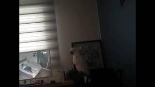 벨소리 들리면 여보세요~하는 앵무새/cockatoo/코…