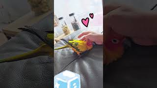 [또리] 하... 여기서 눕습니다.....  #shor…