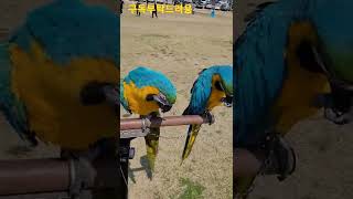 청금강앵무새 만세 #shorts