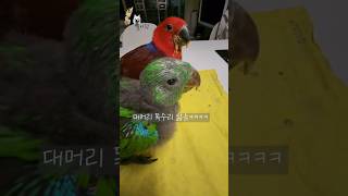 대머리 독수리 닮은 키위ㅋㅋㅋ 무럭무럭 자라는 뉴기니아…