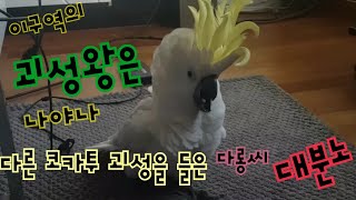 이구역의 괴성왕은 나야나! 티비속 코카투소리에  분노한 다롱씨