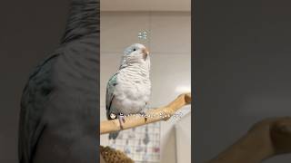 (날개는 있지만)혼자 자러 못 가~#어리광#응무새#퀘이커앵무송꾸꾸