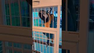 말하는 청금강앵무새~소음도 크고 몸짓도 커서 집안에서 …