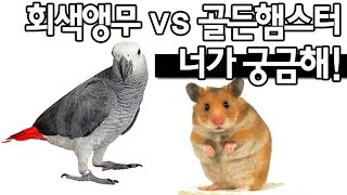 뽀쪽이네 회색앵무와 골든햄스터가 만났다.  Gray p…