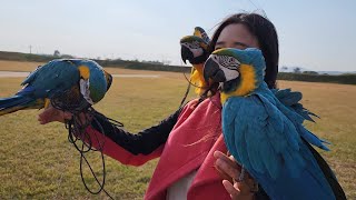 야외에서 앵무새들을 단체로 날려보내면 다시 돌아올까요? (다들예쁘심ㅋㅋ)