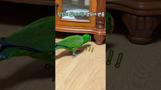 장난감 잃어버린 앵무새 반응 | 분노의 부리질          #뉴기니아 #뉴기니아앵무새 #앵무새 #eclectus #parrot #eclectusparrot #shorts