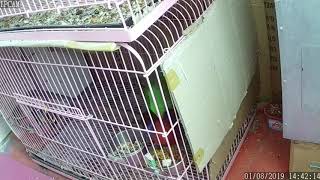 뉴기니아 와 마카우 뉴기니아 교미 영상 20190108 천둥 eclectus parrot mating