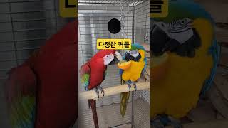 청금강 홍금강 #앵무새 #마카우앵무새 #parrot #…