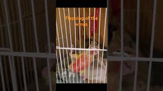 코뉴어 앵무새 이유조의 귀여운 날갯짓