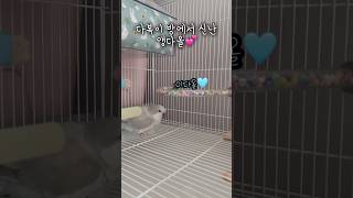 왜 다복이 방만 들어가면 신나는지는 모르겠지만 다올이가…