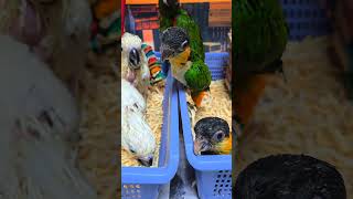 엄블렐라 코카투, 체스넛 마카우, 검은 머리 카이큐 아이들이예요