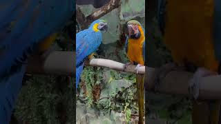 인간 구경하는 청금강 앵무새~  #macaw #주렁주렁 #동물원 #새 #birds #blueandgoldmacaw