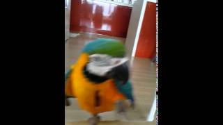 청금강 콴선생 돌아~ 훈련중  [B&G Macaw Qwan turn training ]