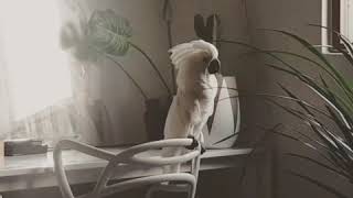 노래하며 어설프게 춤추는 몸치앵무새 나나 엄브렐라코카투 유황앵무