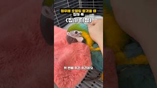 앵무새 호텔링 맡겼을 때 집사 특( 집사 시점 vs 앵…