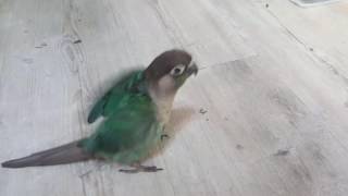 블루코뉴어 맹꽁이의 재주부리기 3종세트♡