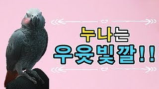 [수다쟁이 회색앵무 코코] EP35. 누나는 우윳빛깔!
