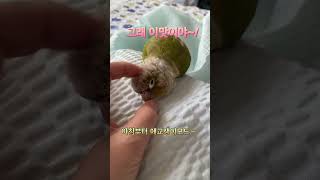 아침부터 엄마손맛 느끼는중~#코뉴어일상#앵무새키우기#코…