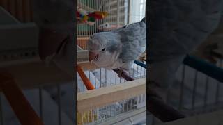 [퀘이커 앵무] 알았어 알았어 알았어 알았어 안할께 #parrot #quakerparrot #angrybird #까꿍이 #JENNIE 