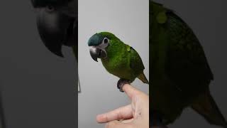 까꿍하는 한스마카우 너울