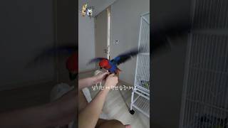 뉴기니아 암컷 체리! 날기전 예행연습~ 날개를 풀어줘요~ #뉴기니아앵무 #뉴기니아 #뉴기니아앵무새 #앵무새 #앵무새브이로그 #앵무새훈련 #앵무새키우기 #별이랑델타랑 #별이 #델타