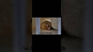 자는 아가 코뉴어, 이렇게 귀여우면 반칙이잖아 ㅠㅠ