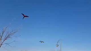 부산 대저 생태공원 홍금강 앵무새 홍금이와 청금강 앵무…