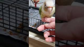 코뉴어앵무새 Vlog_행자의 황소같은힘_10분만 더 놀…