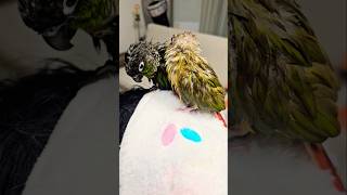 코뉴어 앵무새 목욕후 드라이살짝하고 언니머리에서 털고르는시간