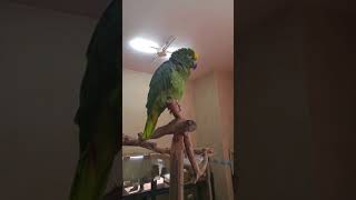 앵무새가말한다