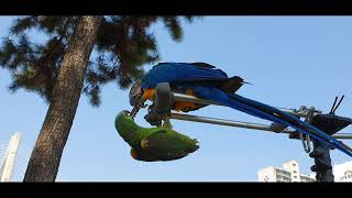 청금강 앵무새 청하 &amp; 아마존 앵무새 소주 싸움…