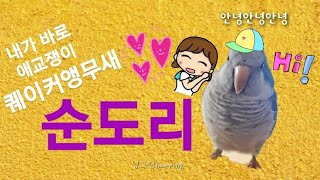 퀘이커앵무새 순도리 (앵무새 키워야하는 이유!) 일상 …