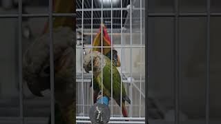 인사를 먹어~ #앵무새#parrot#코뉴어#conure