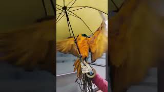 우산에서 신난 앵무새 #animal #cute #앵무새 #parrot #청금강