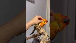 썬코뉴어의 매력