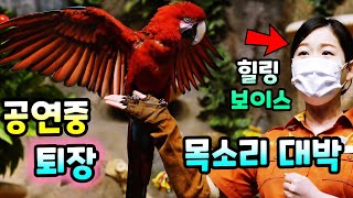 난리난 앵무새 사육사 누나랑 꽁냥꽁냥 반응 역대급 애니…