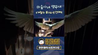 아기 앵무새의 반전모습 #parrot #cockatoo…