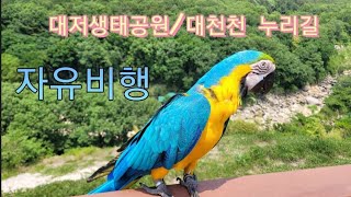 대저생태공원/대천천 누리길 청금강앵무새 자유비행