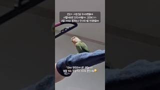 [모란앵무새 로또] 사람손 무서워했던 앵무새