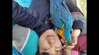 청단이(청금강앵무) 야외훈련1일