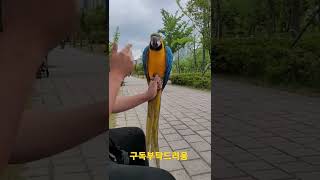 청금강앵무새 대박이 개인기 연습 #shorts