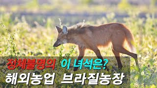 [동물의세계]늑대계의 소녀시대, 몸은늑대 얼굴은 여우,…