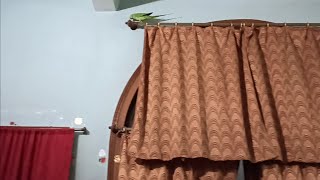 तोता ने डरा देने वाला काम किया | Indian ringneck parrot scary act