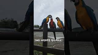 청금강 소개팅 3편