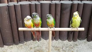 [앵무파파] 앵무새들 봄나들이 산책 (코니, 베리, 연두, 초롱) 코뉴어들과 왕관앵무 [2020.04.30]