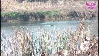 그날... 지윤스님 ...공주 금강 유구  갈대 (고혼…