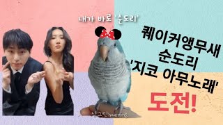 퀘이커앵무새 순도리 지코 아무노래 도전! 지코 보고있나…